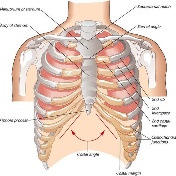 Is it normal to feel pain here? It feels quite tender on the right hand  side. : r/costochondritis